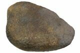 Large, Fossil Whale Ear Bone - Miocene #130247-1